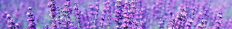 banner for Lavender Cottage server