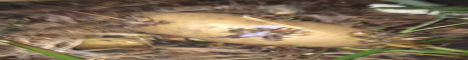 banner for CrocMC server