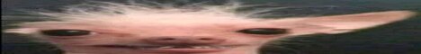 banner for Bean SMP server