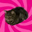 Bobcraft's icon