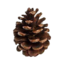 pine. MC's icon