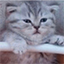 FatCatMC's icon